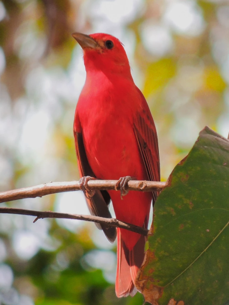 Jardín Botánico Culiacán y Parque Ecológico: refugios clave para aves migratorias