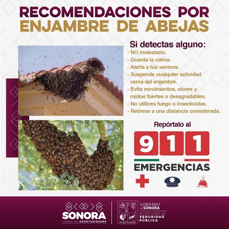 Gobierno de Sonora pide reportar enjambres de abejas al 9-1-1