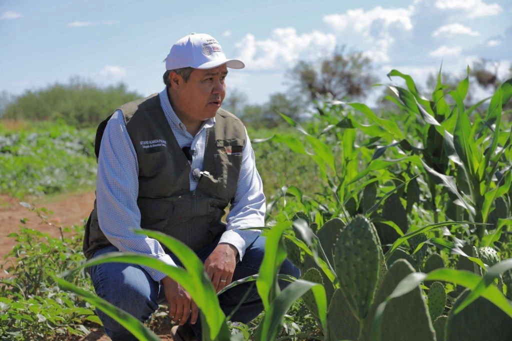 Más de 30 millones de pesos llegan a productores sonorenses con Sembrando Vida