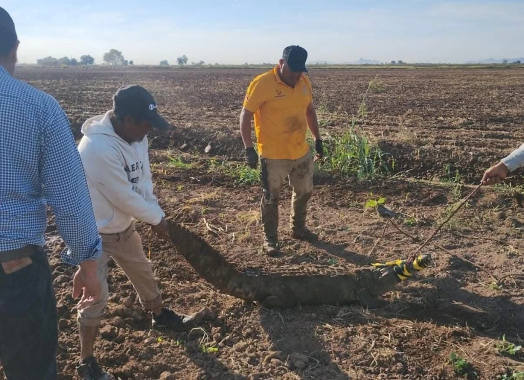 Trabajadores agrícolas descubren caimán de 2.3 metros en Concheros, Juan José Ríos