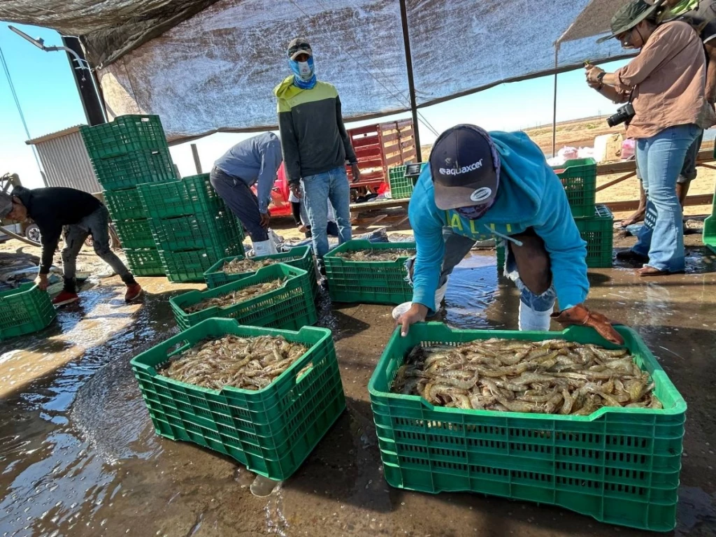 Camarón de Sonora mantiene liderazgo mundial gracias a sanidad y calidad