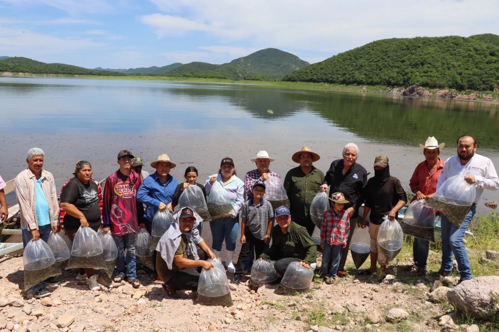 Siembran 1.5 millones de alevines de tilapia