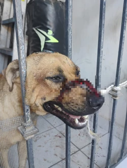 Otro perrito agredido con machete