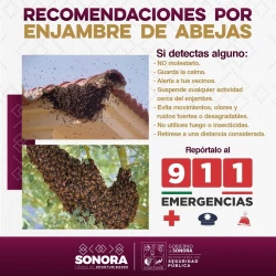 Gobierno de Sonora pide reportar enjambres de abejas al 9-1-1