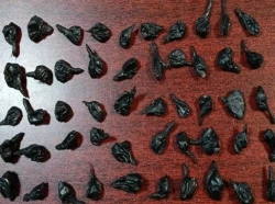 Asegura Policía Estatal más de 80 dosis de narcótico en operativos de Hermosillo