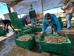 Camarón de Sonora mantiene liderazgo mundial gracias a sanidad y calidad