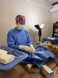 Hermosillo impulsa jornada gratuita de esterilización para proteger a perros y gatos
